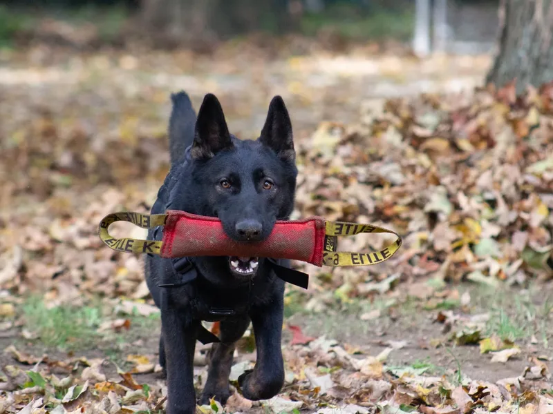 Amanda's German Shepherds