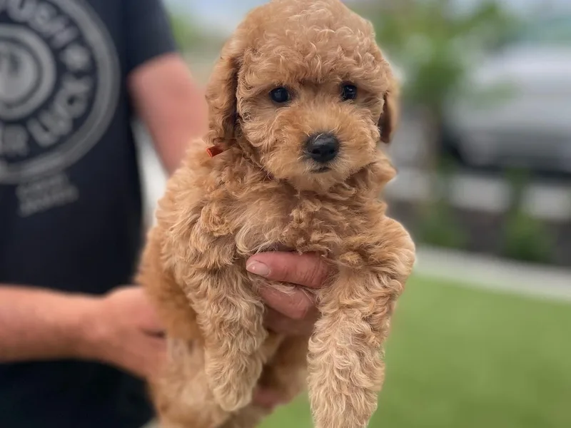 Amanda's Goldendoodles