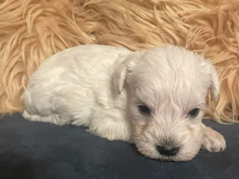 Amanda's Miniature Schnauzers