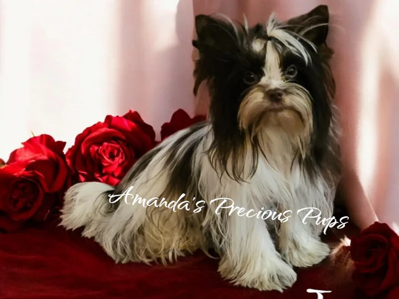 Amanda's Precious Pups