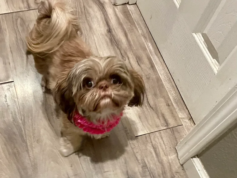 Amanda's Shih Tzus
