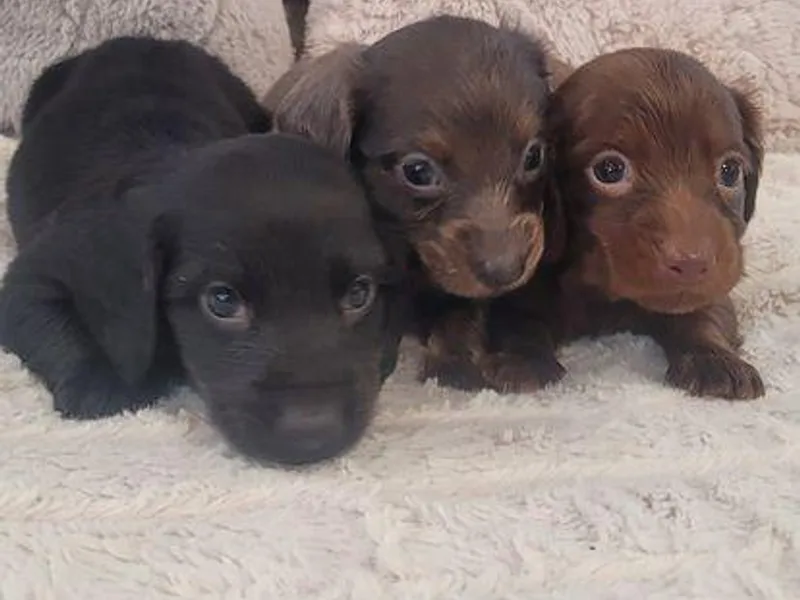 Amanda's Teenie Weenies