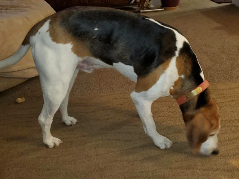 Amanda's Treeing Walker Coonhounds photo 1