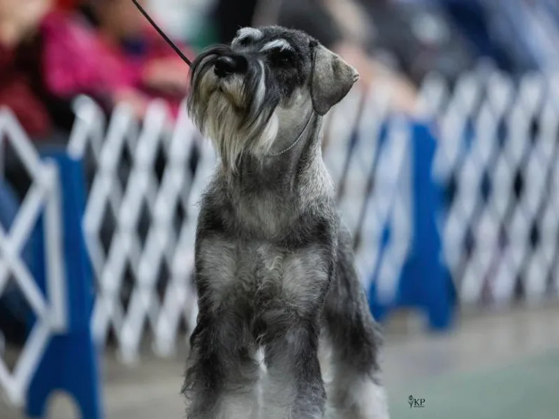 Amandus Standard Schnauzers photo 1