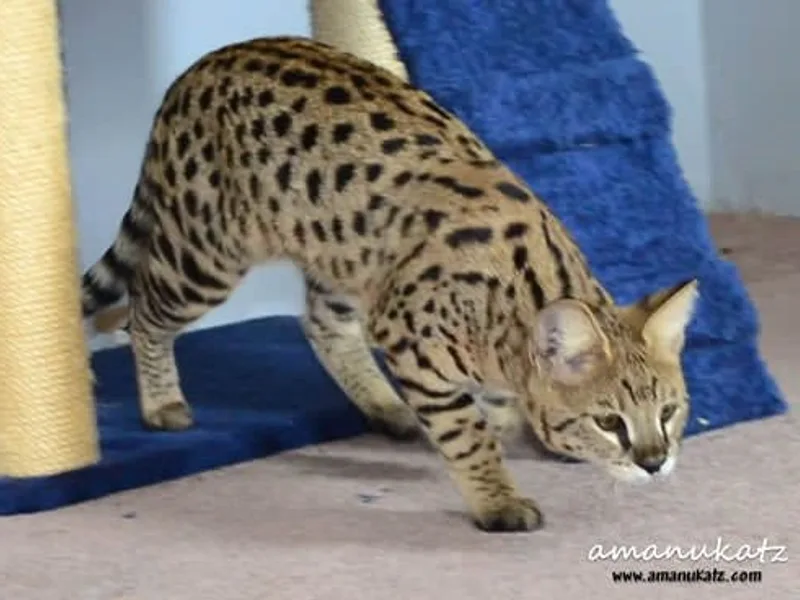 Amanukatz