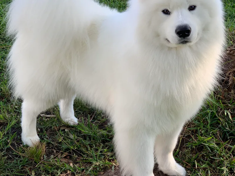 Amara's Samoyed