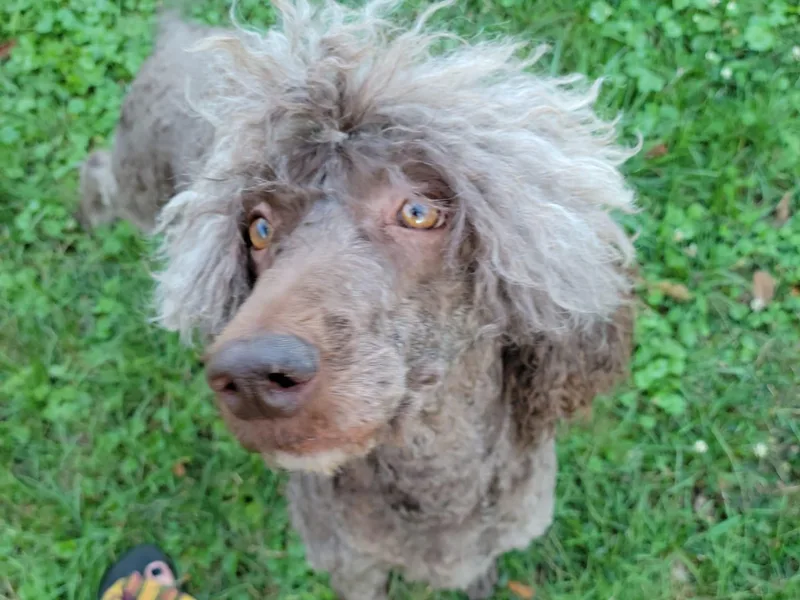 Amas Veritas Poodles LLC