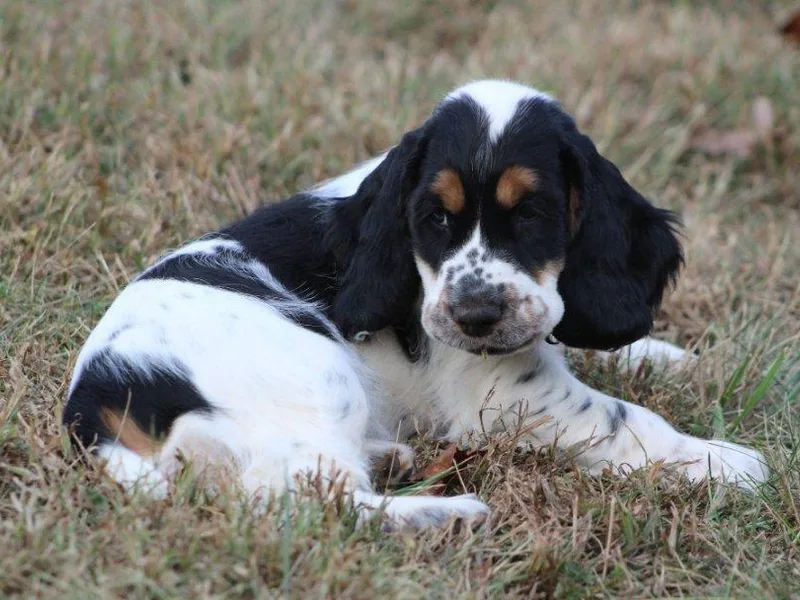 Amawalk English Cockers photo 1