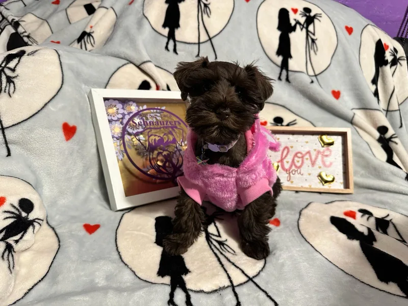 Amaya Lara Schnauzers