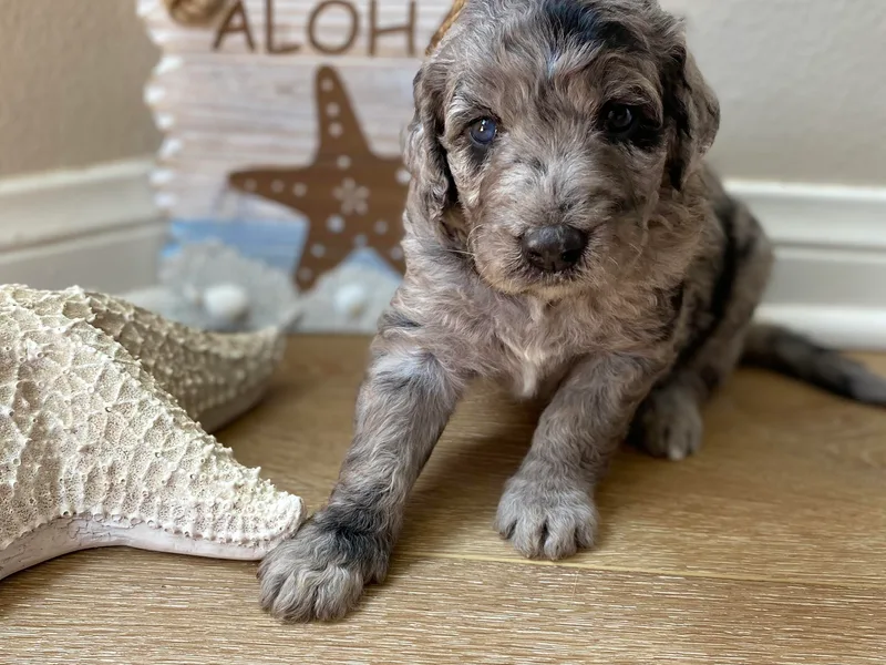 Amazing Aussiedoodle and Double Doodles