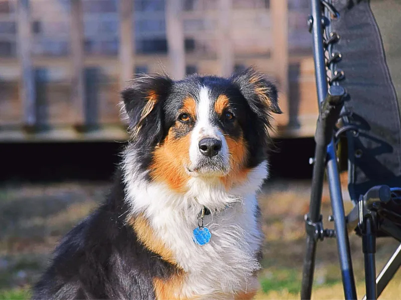 Amazing Aussies