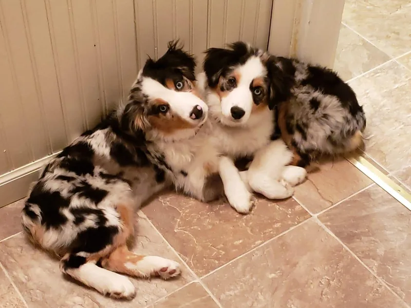 Amazing Grace Miniature American Shepherds