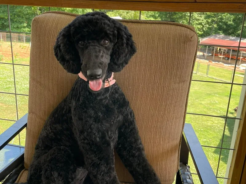 Amazing Grace Poodles