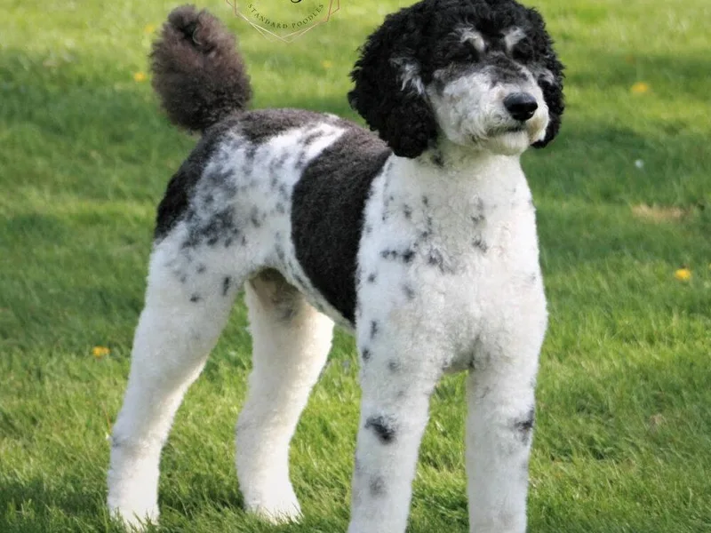 Amazing Grace Standard Poodles