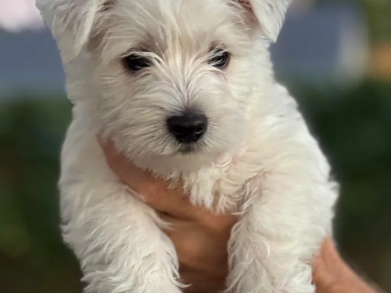 Amazing Grace Westies