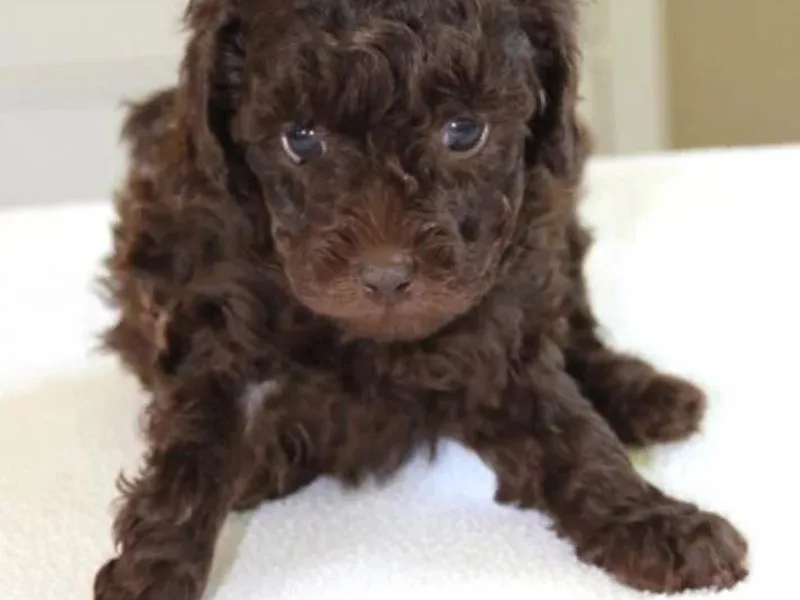 Amber Moon Goldendoodles