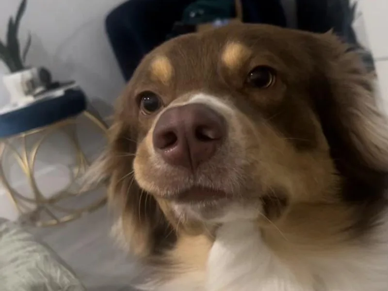 Amber's Aussies and Huskies