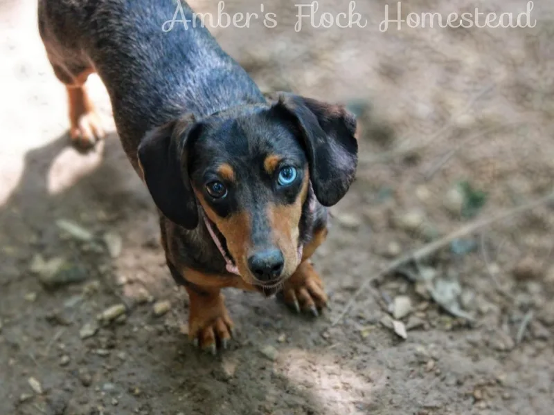 Amber's Flock Homestead