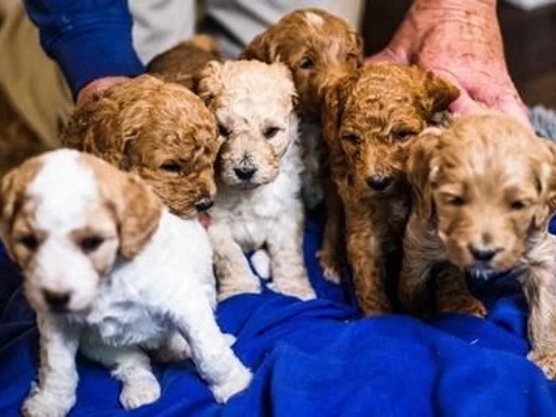Amber’s Goldendoodles
