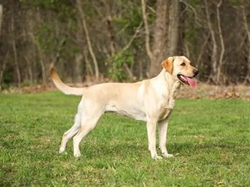 Amber's Labrador Retrievers