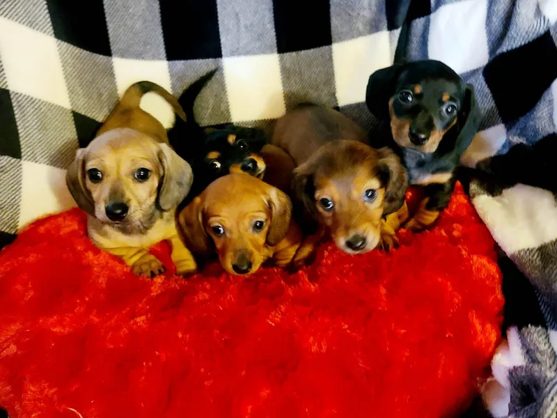 Amber's Mini Weenies