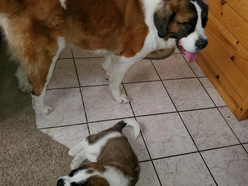 Amber's Saint Bernards photo 1