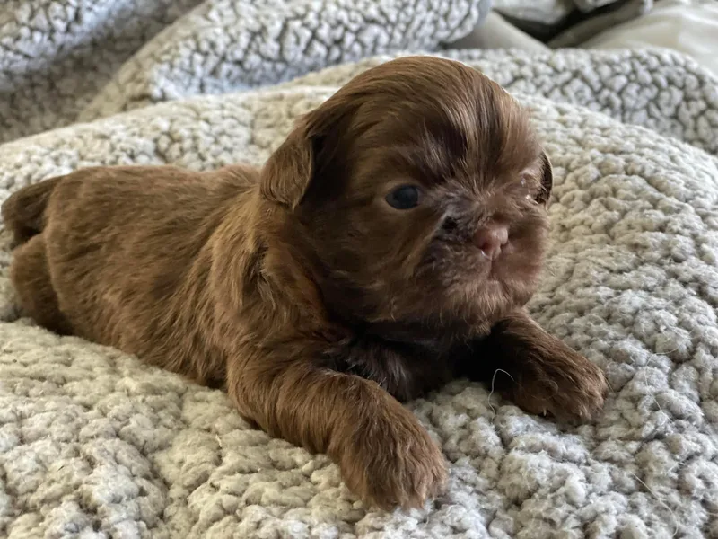 Amber's Shih Tzus