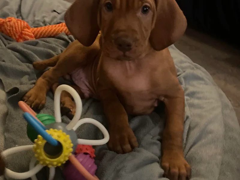Amber’s Vizslas photo 1