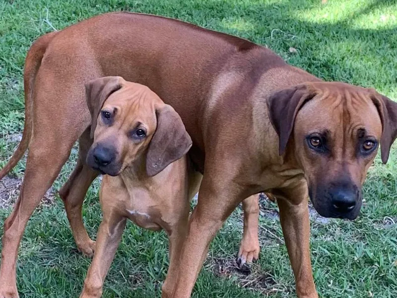 Amber Trace Rhodesian Ridgebacks