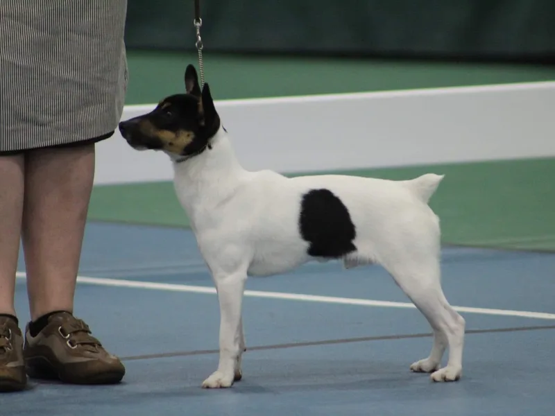 Amberfaye's Min Pins and Toy Fox Terriers photo 1