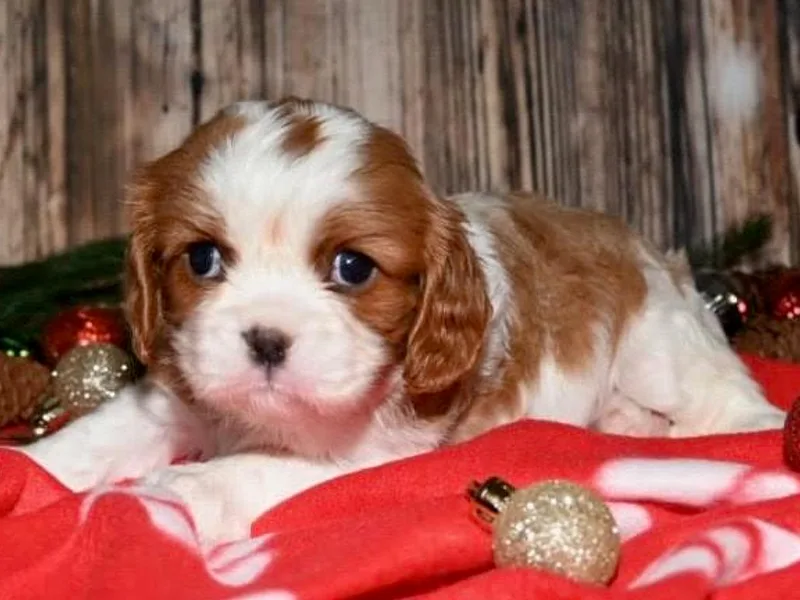 AmberField Cavaliers