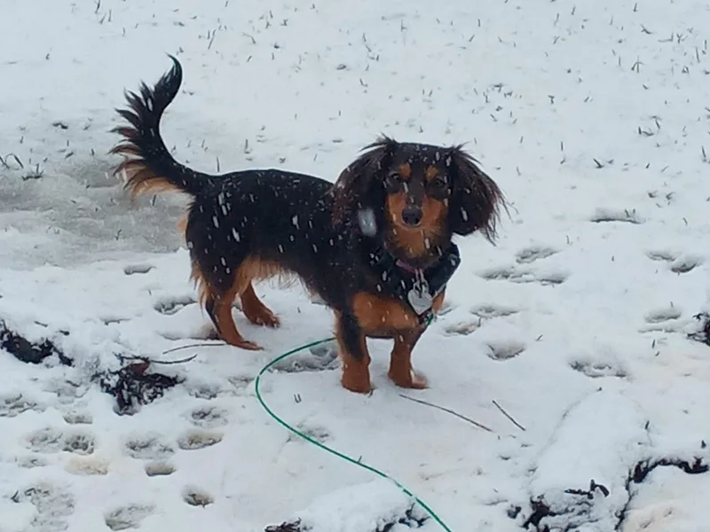 Amberly's Dachshunds