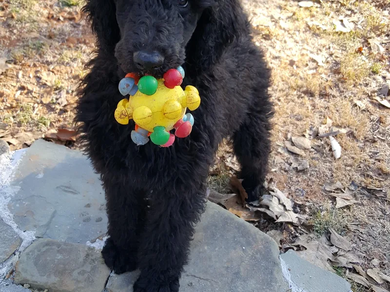 Amberly Standard Poodles