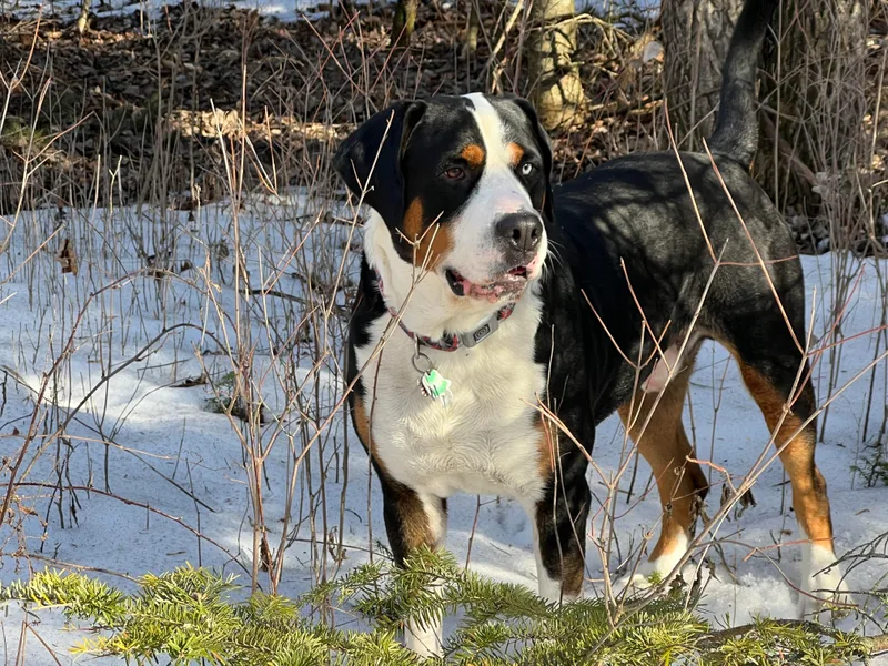 Ambermoon Kooikerhondje Blackamber Greater Swiss Mountain Dogs photo 1