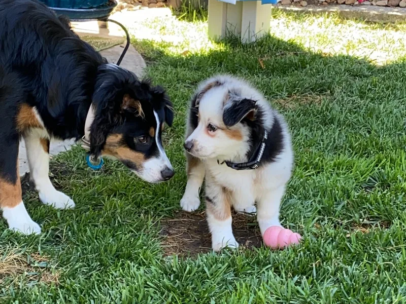 Amberwood DD Aussies