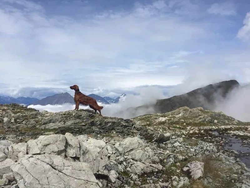 Ambition Irish Setters photo 1