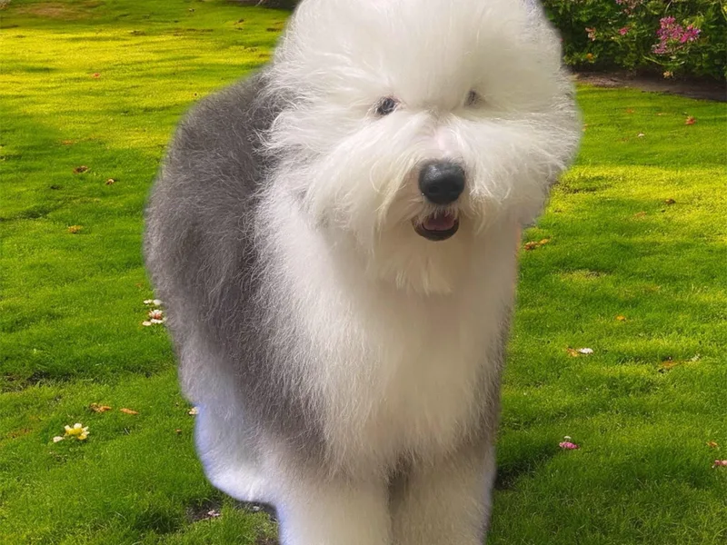 Amble Creek Old English Sheepdogs and Smug Mug Brussels Griffon photo 1