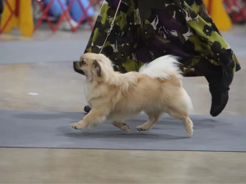 Ambrier Tibetan Spaniels photo 1