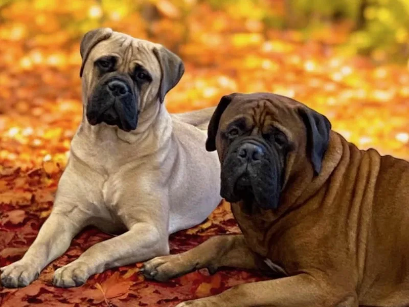 Ambrosia Mastiffs photo 1