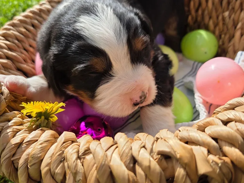 AMELIA'S Bernese Mountain Dogs 573.440.4609