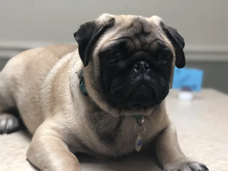 Amerald’s AKC FL Pug’s