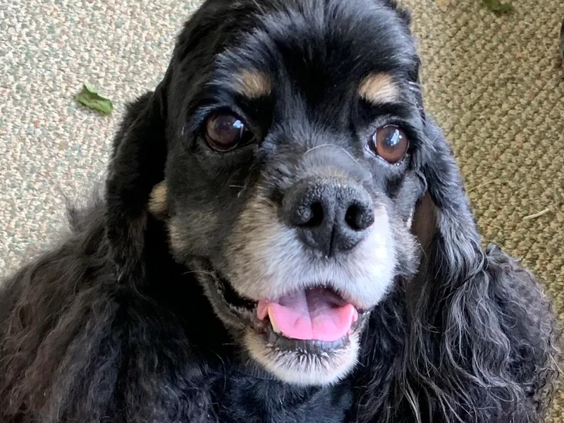 Amere Cocker Spaniels