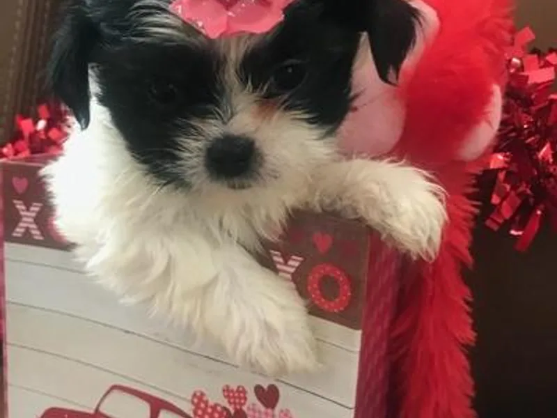 America Elizalde's Shih Tzus