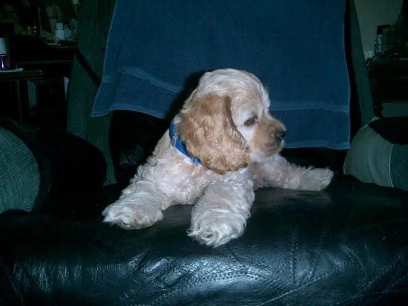 American Cocker Spaniels of Scotland