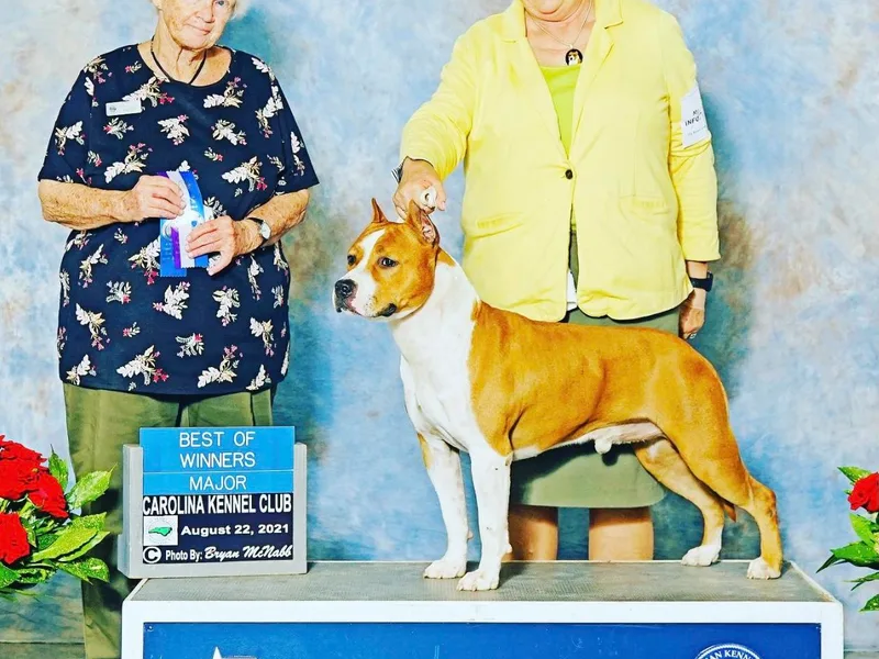 American Dream Kennels