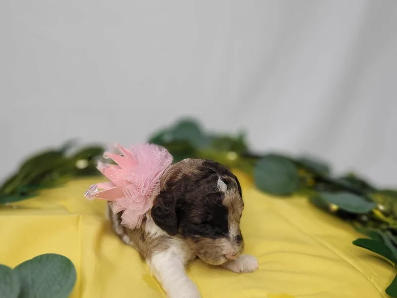 American Goldendoodles LLC