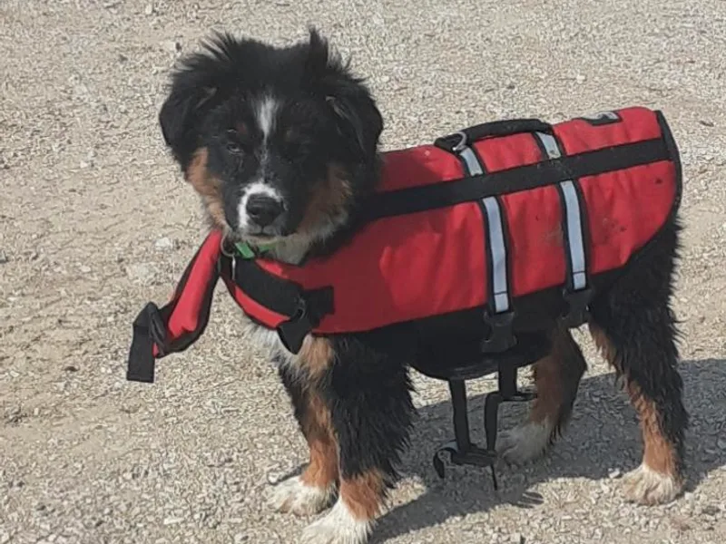 American Outlaw Mini Aussie Breeder