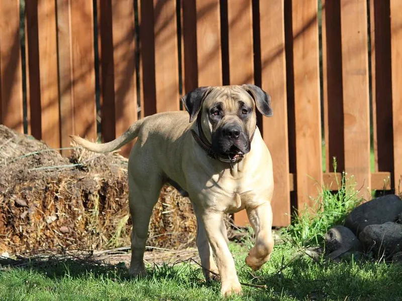 American Platinum Boerboels photo 1