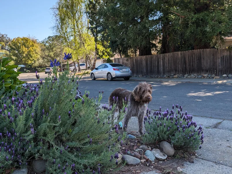 American River Wirehaired Pointing Griffons