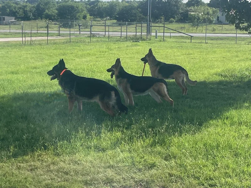 American Viking GSD Ranch